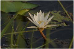 Nymphaea pubescens